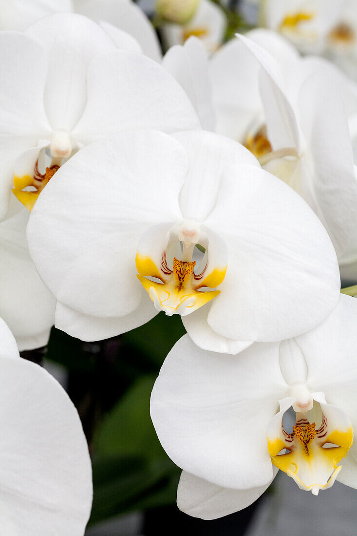 Phalaenopsis 'Yeti 1'