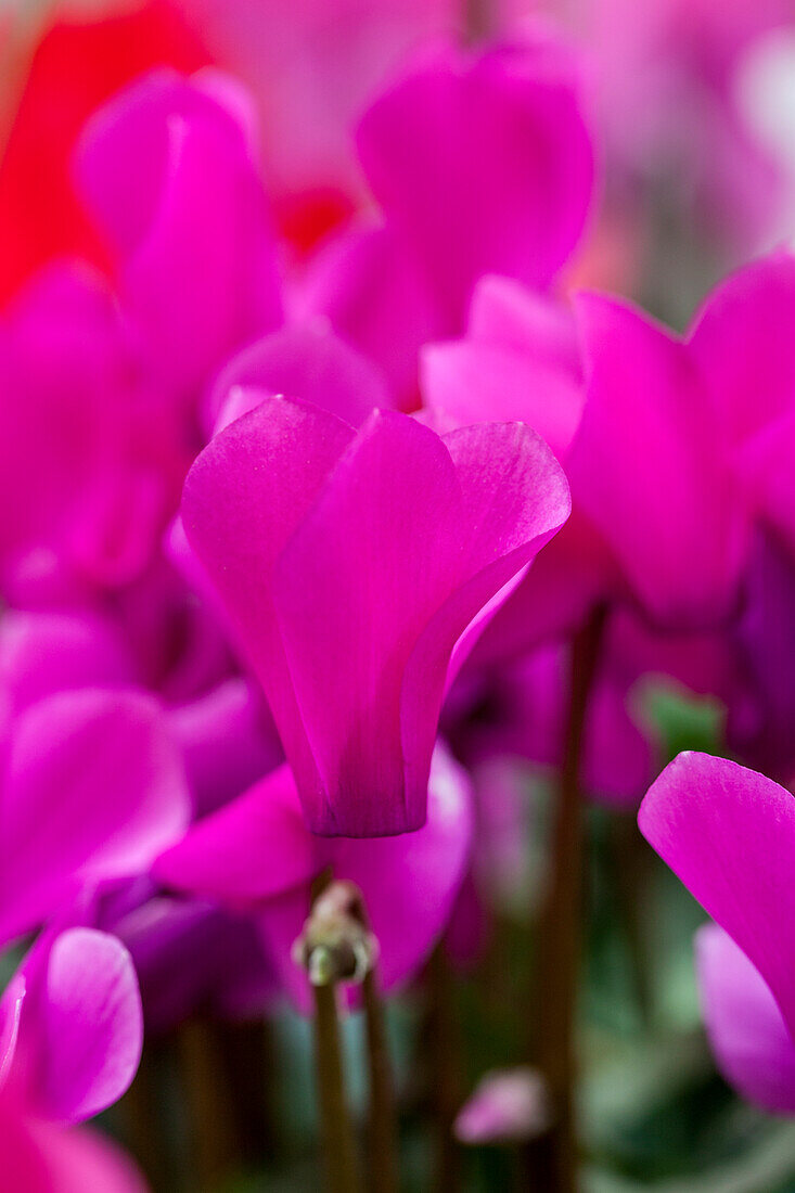 Cyclamen persicum 'Violet Decora'.