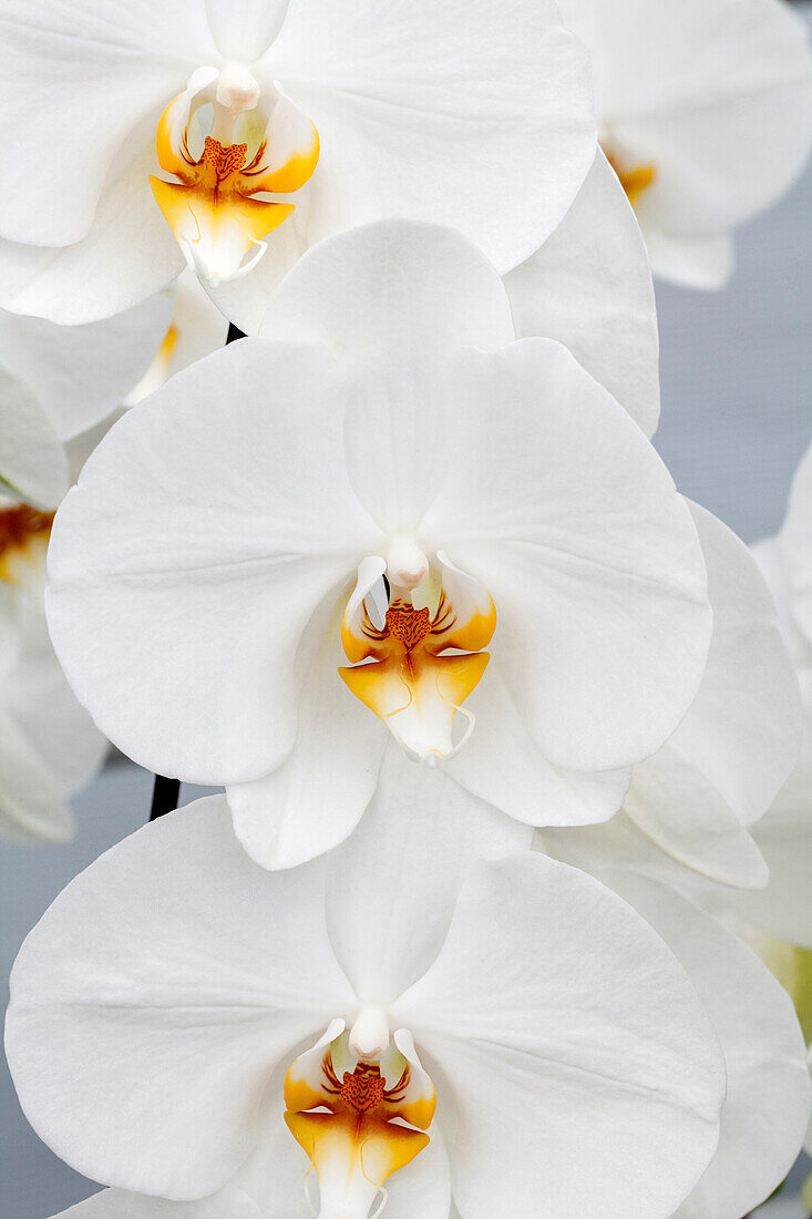 Phalaenopsis Angel 1
