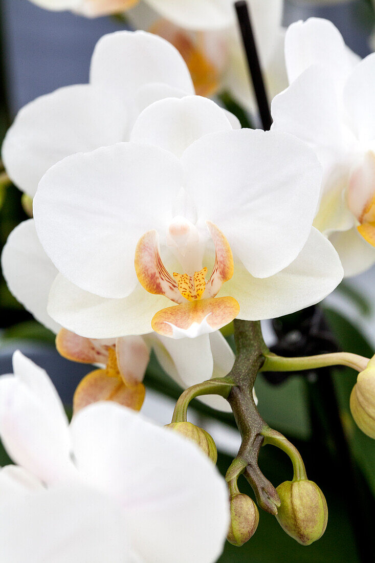 Phalaenopsis Linea 11