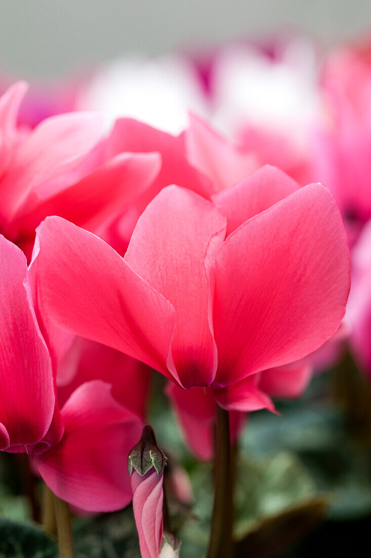 Cyclamen persicum 'Salmon Decora'