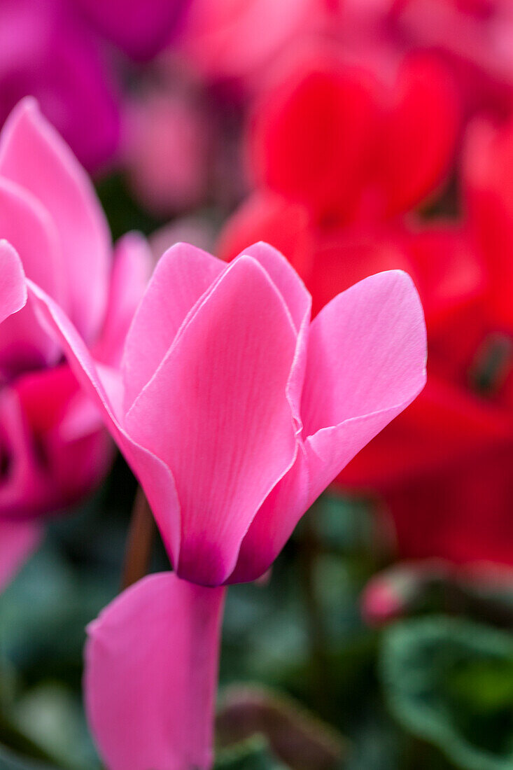 Cyclamen persicum 'Persian Pink Decora'.