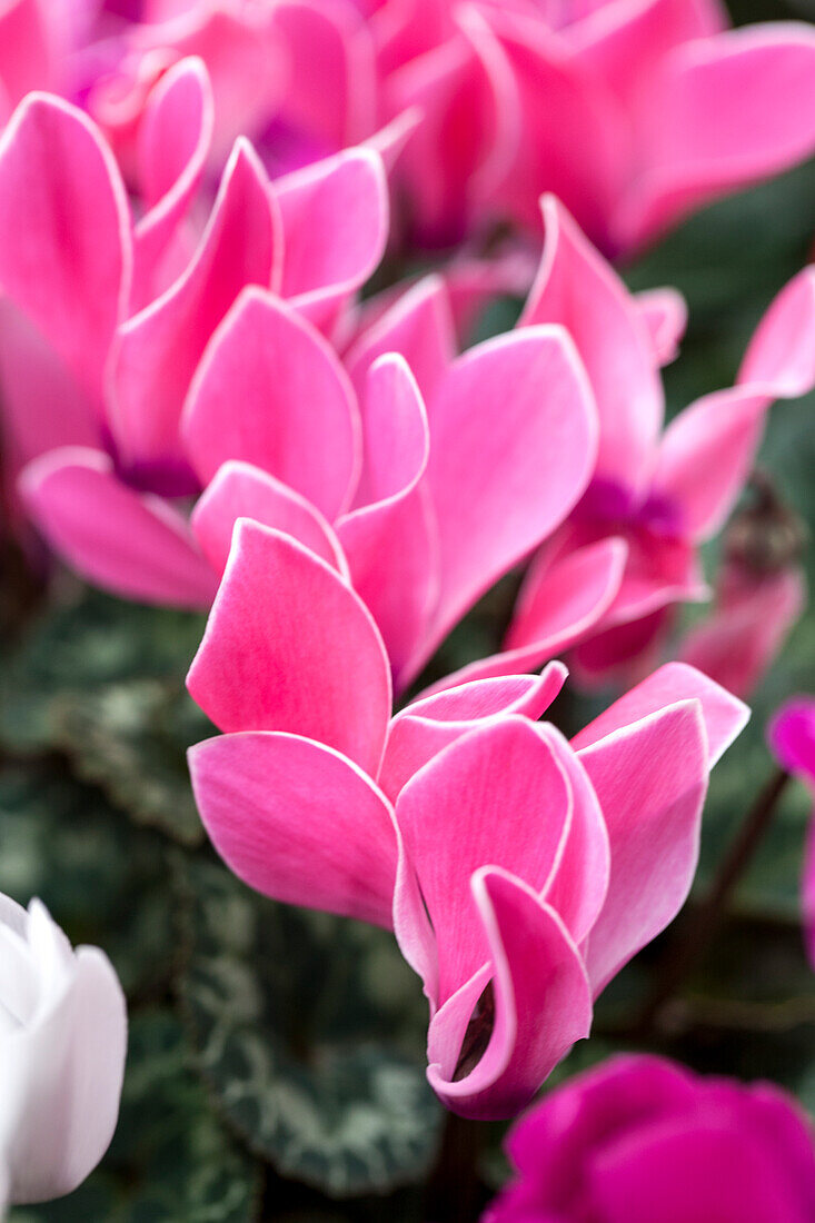 Cyclamen persicum 'Decora'