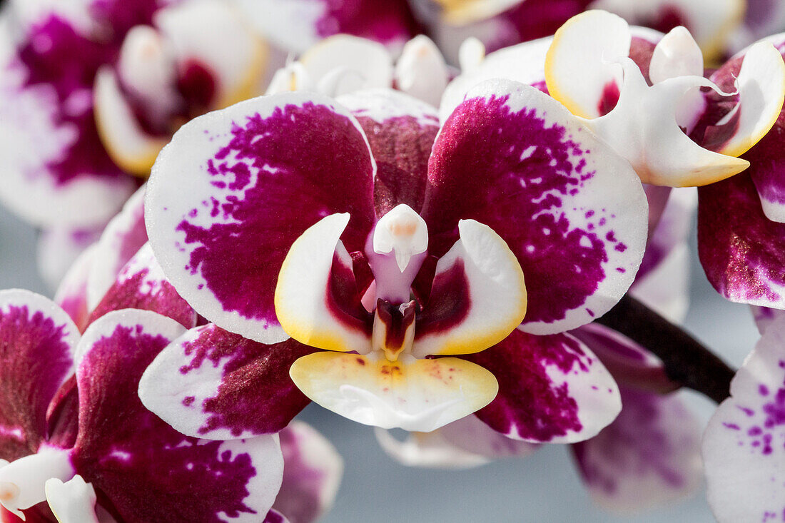 Phalaenopsis Hillary 16