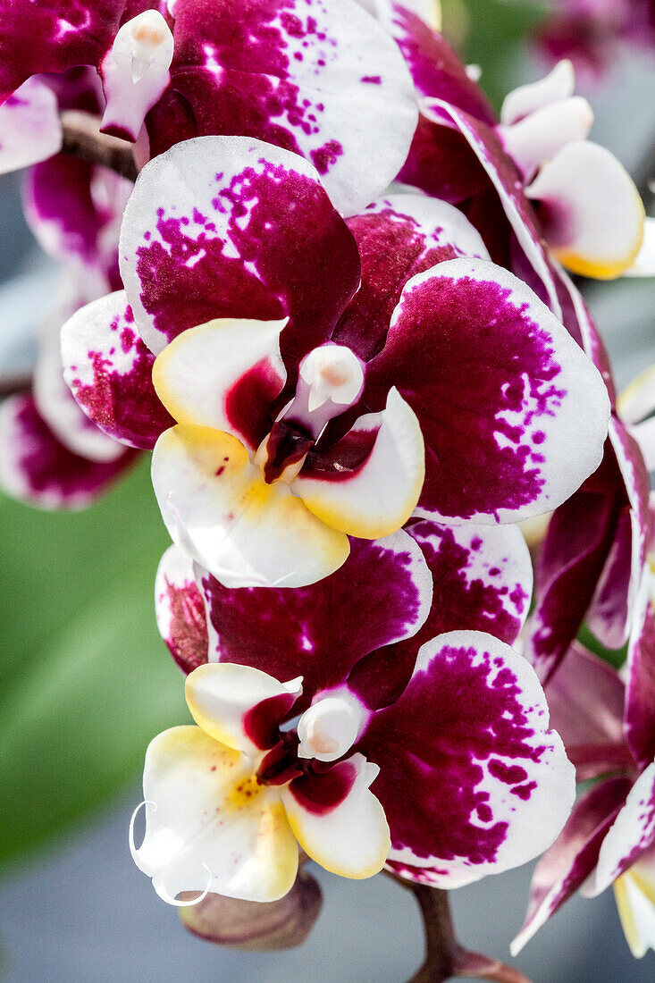 Phalaenopsis 'Hillary 16'