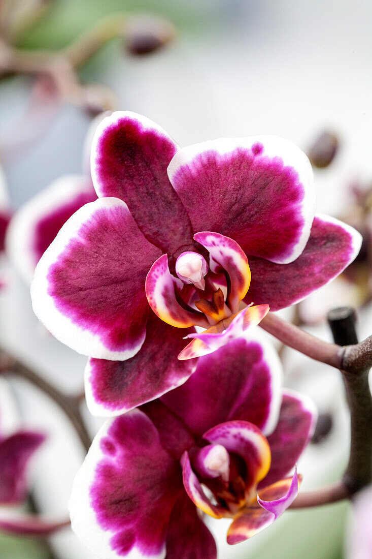 Phalaenopsis Aliyah 27