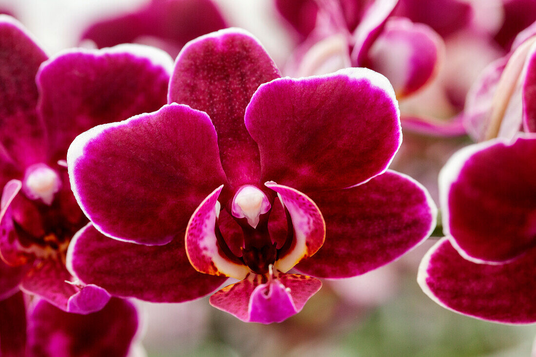 Phalaenopsis 'Judith 5