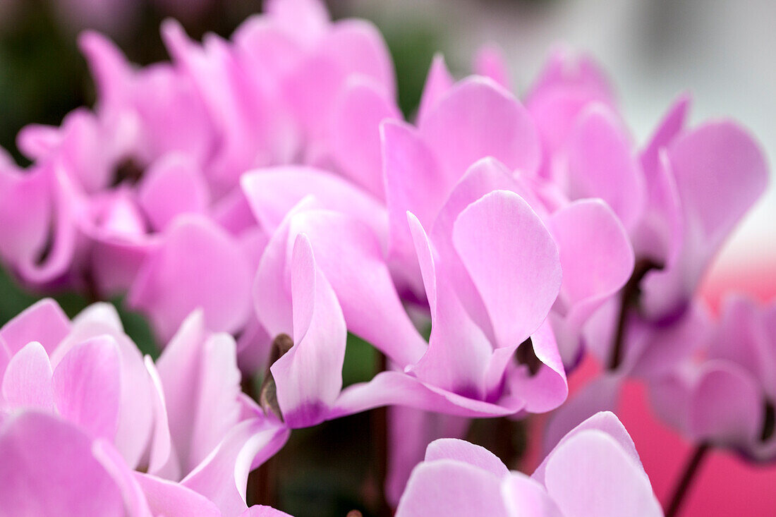 Cyclamen persicum 'Rose Aquarel'.