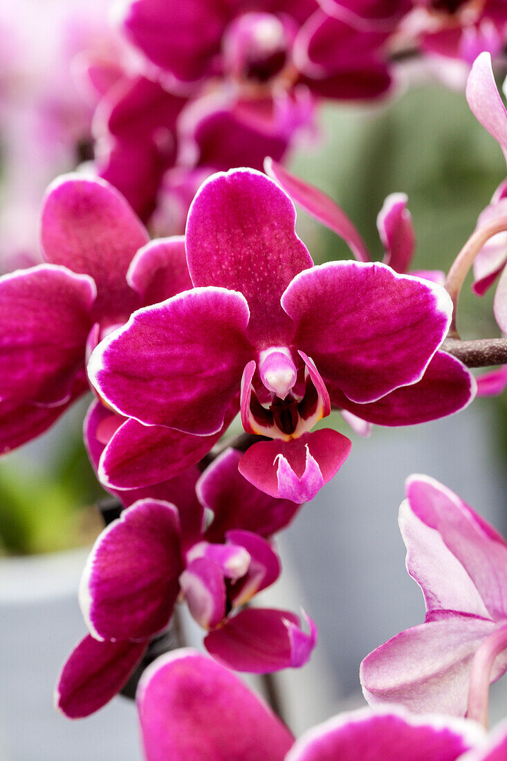 Phalaenopsis 'Maggie 10'