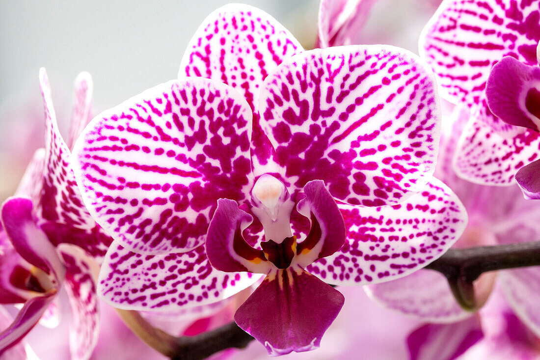 Phalaenopsis 'Melissa 2'