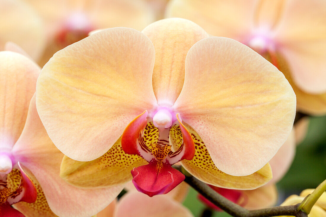 Phalaenopsis Summer 2