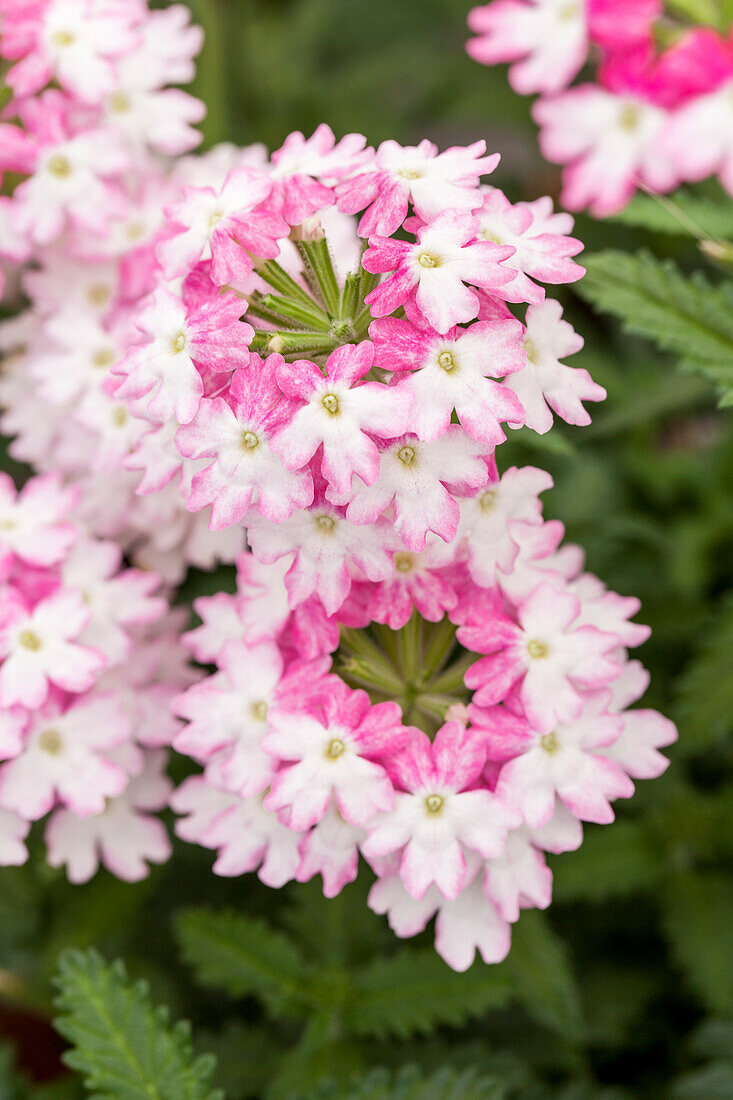 Verbena Vectura® Pink Wing'