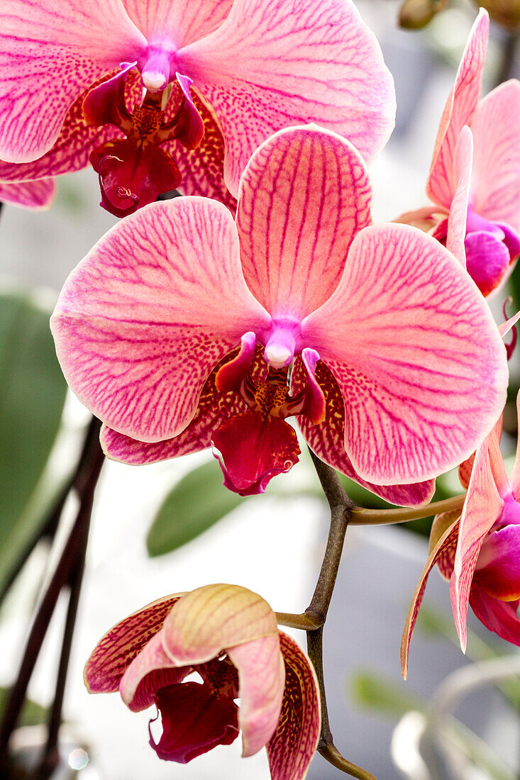 Phalaenopsis 'Fritzi 14'