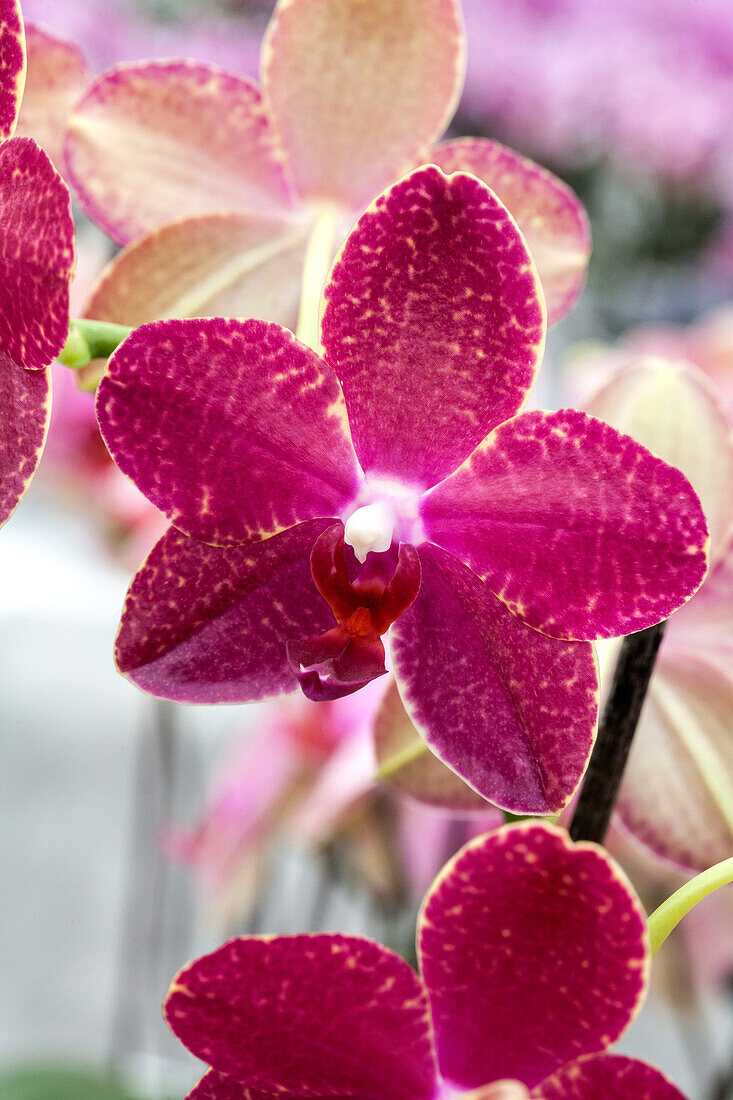 Phalaenopsis Tonka 5