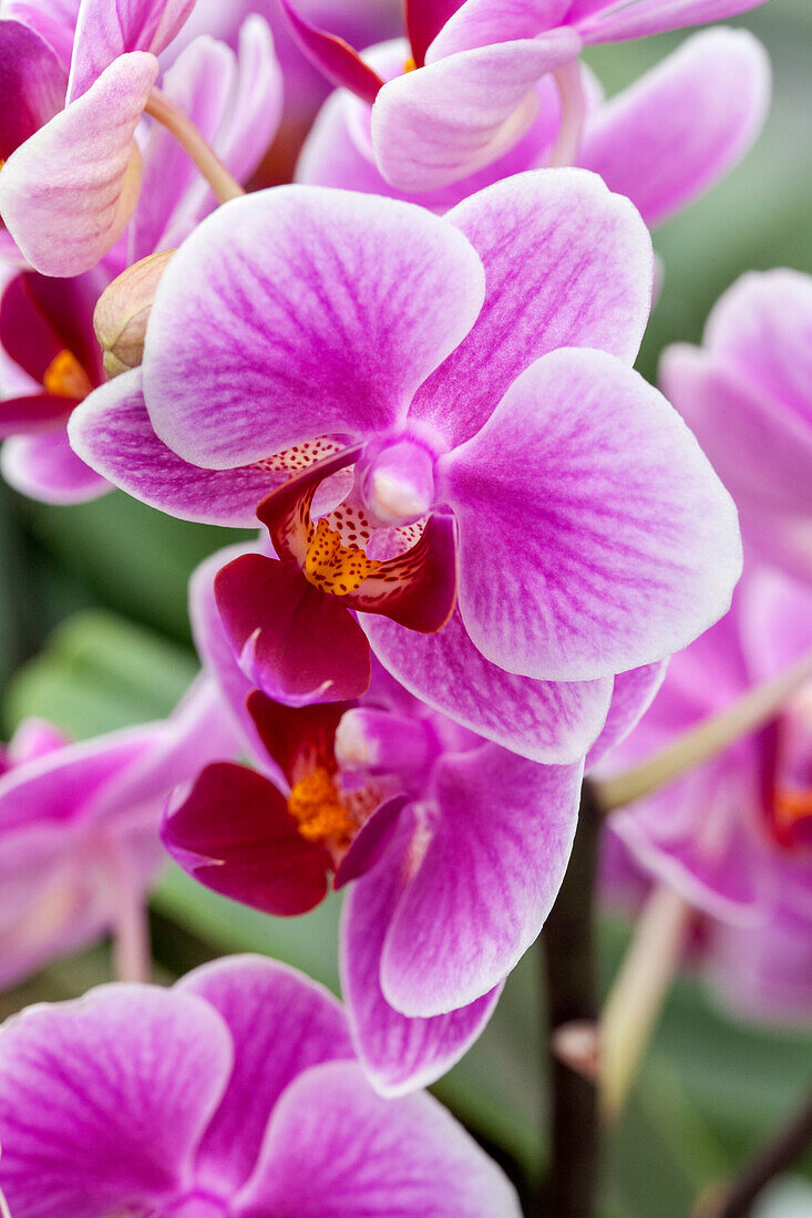 Phalaenopsis 'Zaida 1'