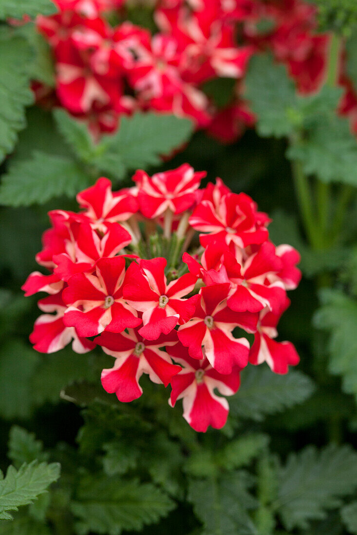 Verbena Samira® 'Red Star'