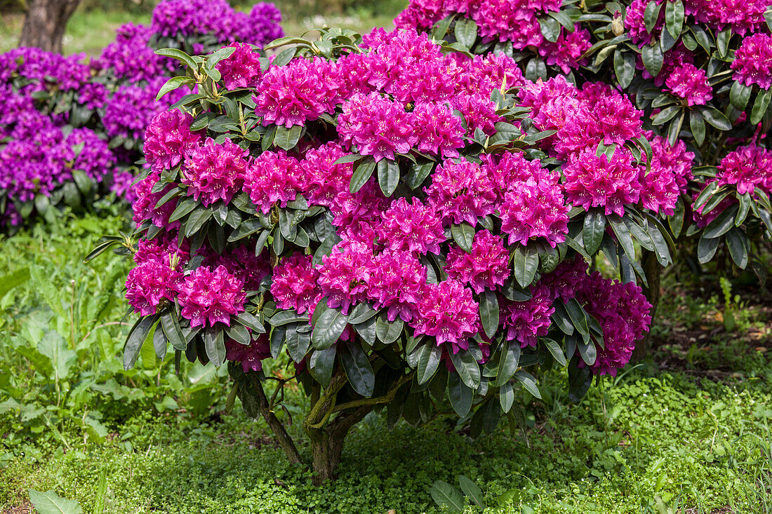 Rhododendron Hybride (großblumig)