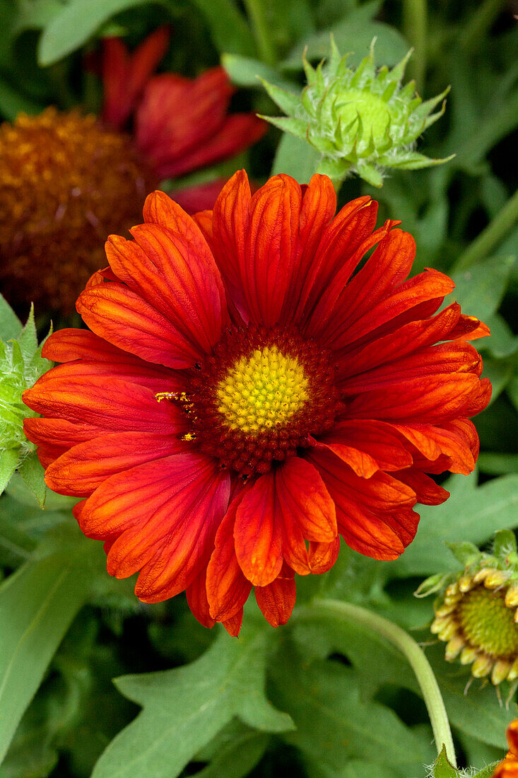 Gaillardia x grandiflora 'Mesa Red'