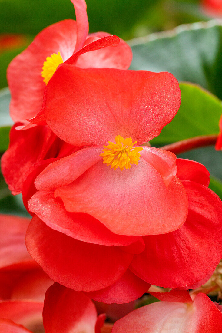 Begonia 'Megawatt Red Green Leaf'