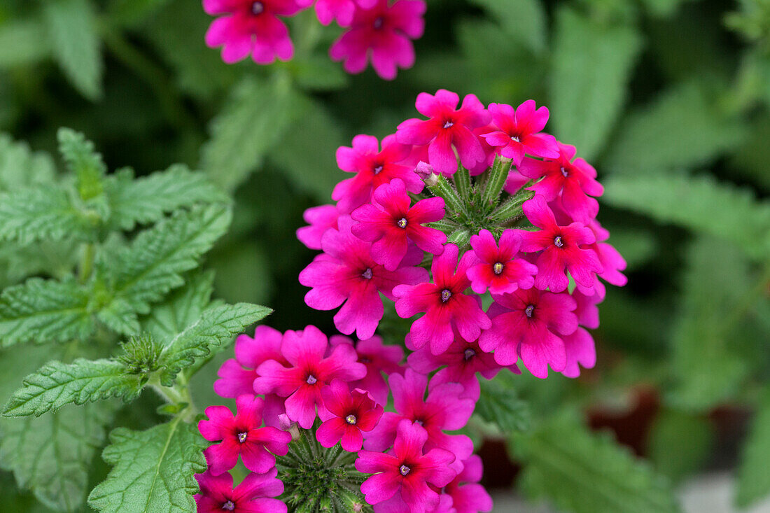 Verbena Samira® 'Burgundy'