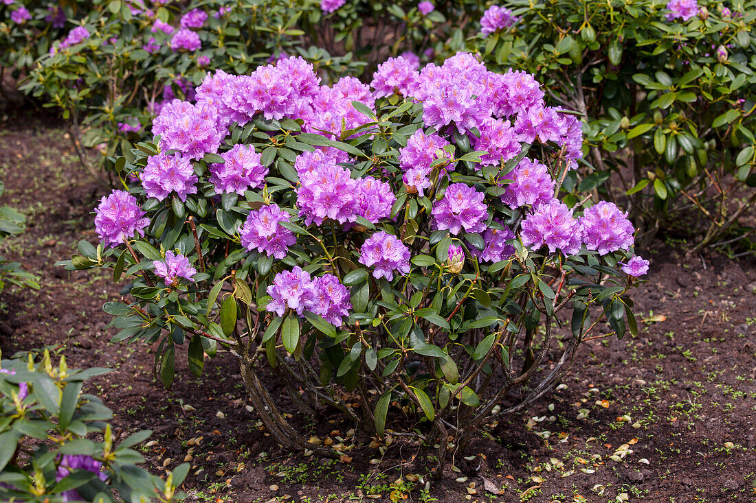 Rhododendron catawbiense 'Grandiflorum'