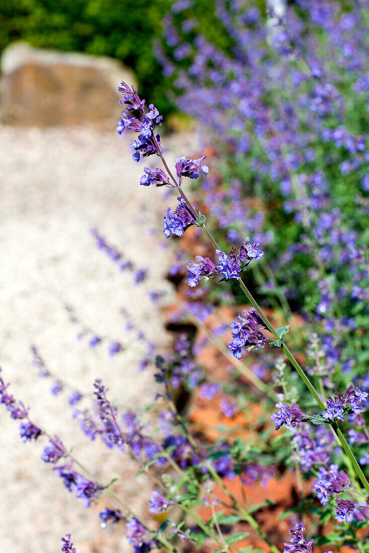 Perovskia atriplicifolia