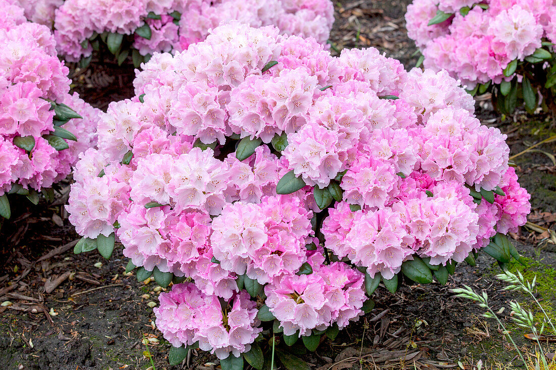 Rhododendron yakushimanum, rosa