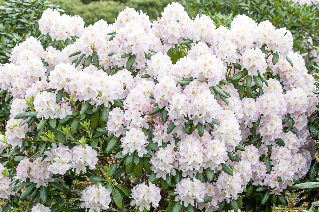 Rhododendron 'Hachmann's Eskimo