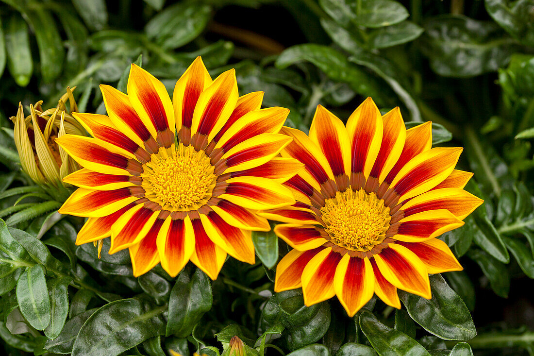 Gazania rigens New Day® Red Stripe