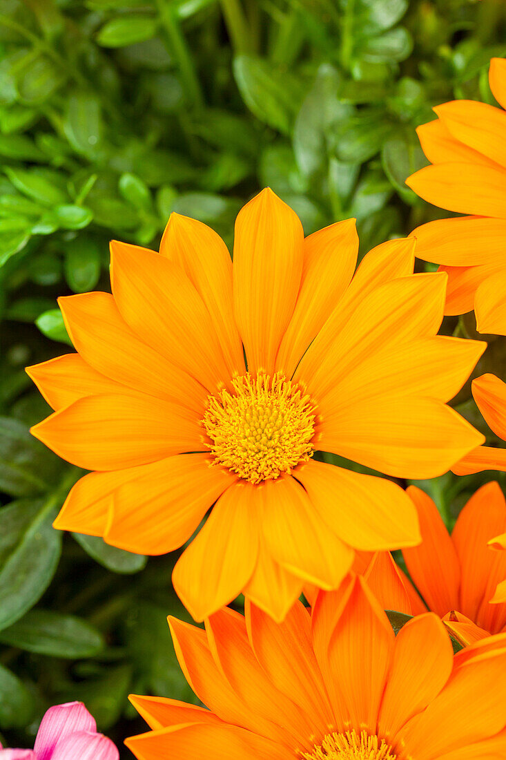 Gazania rigens New Day® 'Clear Orange'