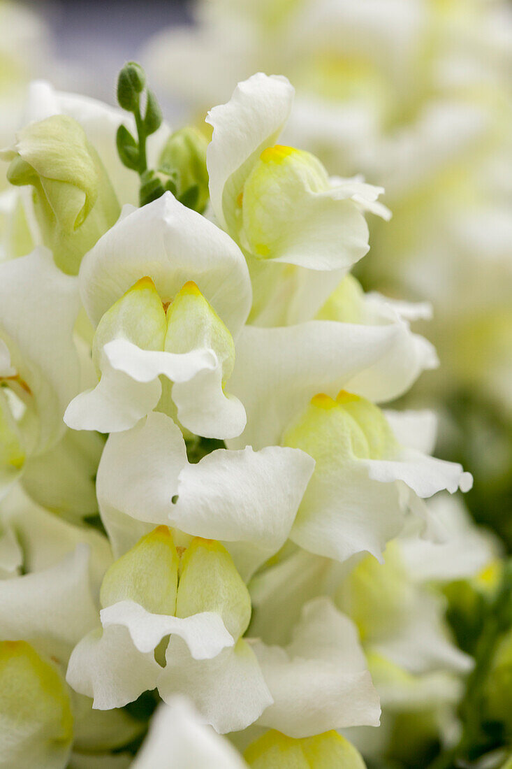 Antirrhinum majus Snapshot 'White'