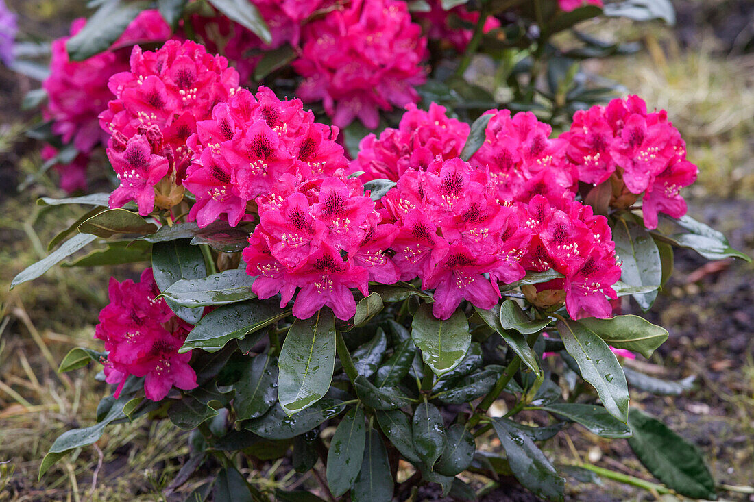 Rhododendron hybrid (large-flowered)