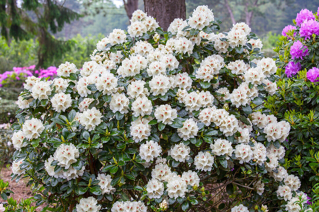 Rhododendron yakushimanum, weiß