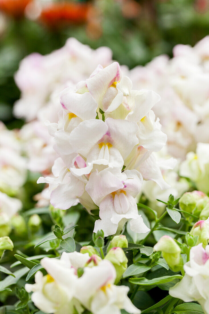 Antirrhinum majus Snapshot 'Plumblossom'