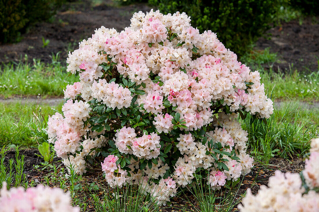 Rhododendron yakushimanum 'Yaku Queen