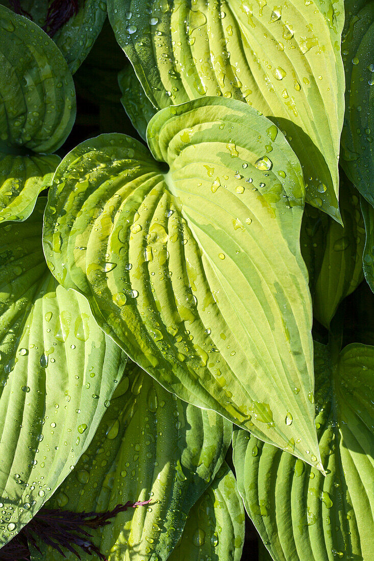 Hosta ventricosa