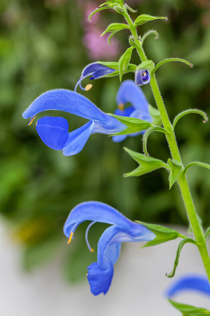 Salvia patens 'Patio Deep Blue'