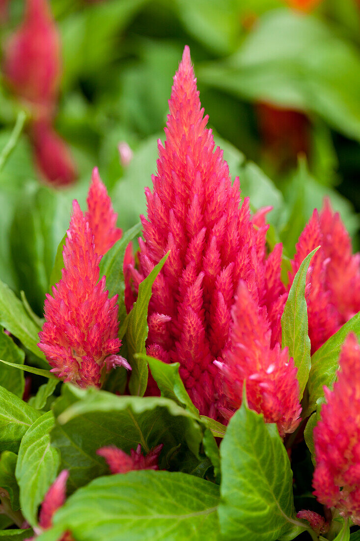 Celosia argentea var. plumosa Ice Cream 'Pink'