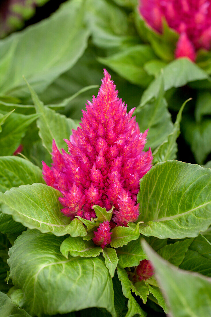 Celosia argentea var. plumosa Glow Pink