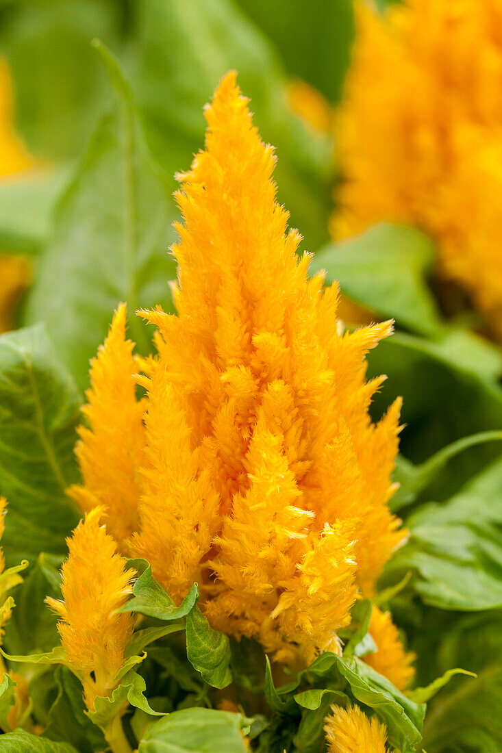 Celosia First Flame Yellow