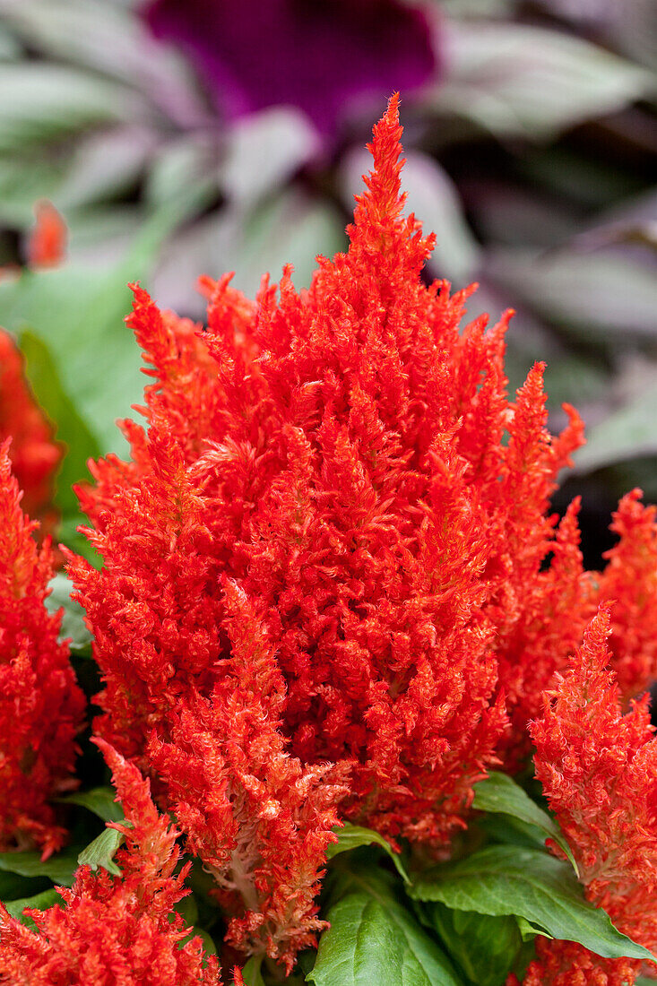 Celosia First Flame Early Scarlet Orange 
