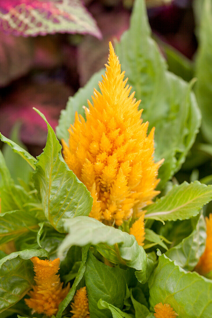 Celosia argentea var. plumosa Ice Cream Yellow