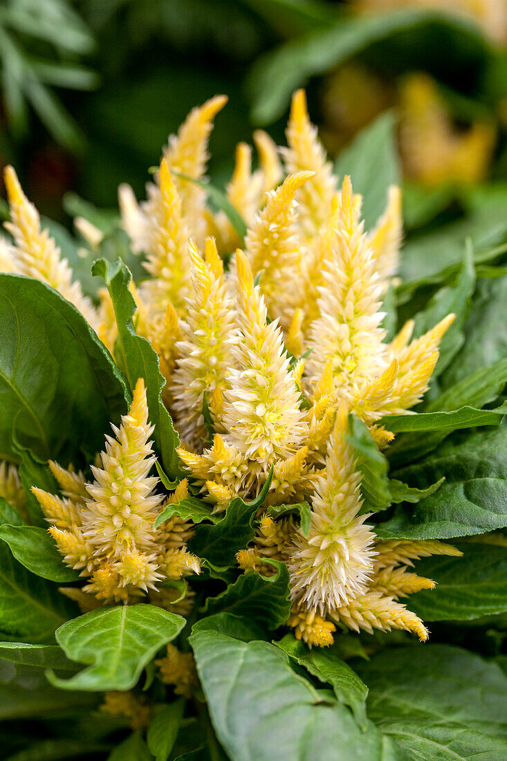 Celosia Kosmo Yellow