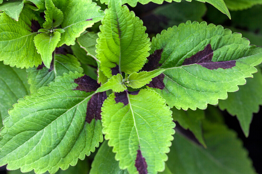 Coleus Premium Sun Chocolate Splash