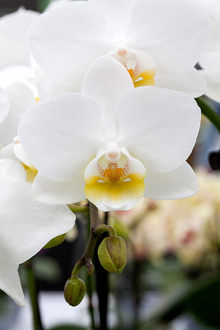 Phalaenopsis 'Delilah 10'