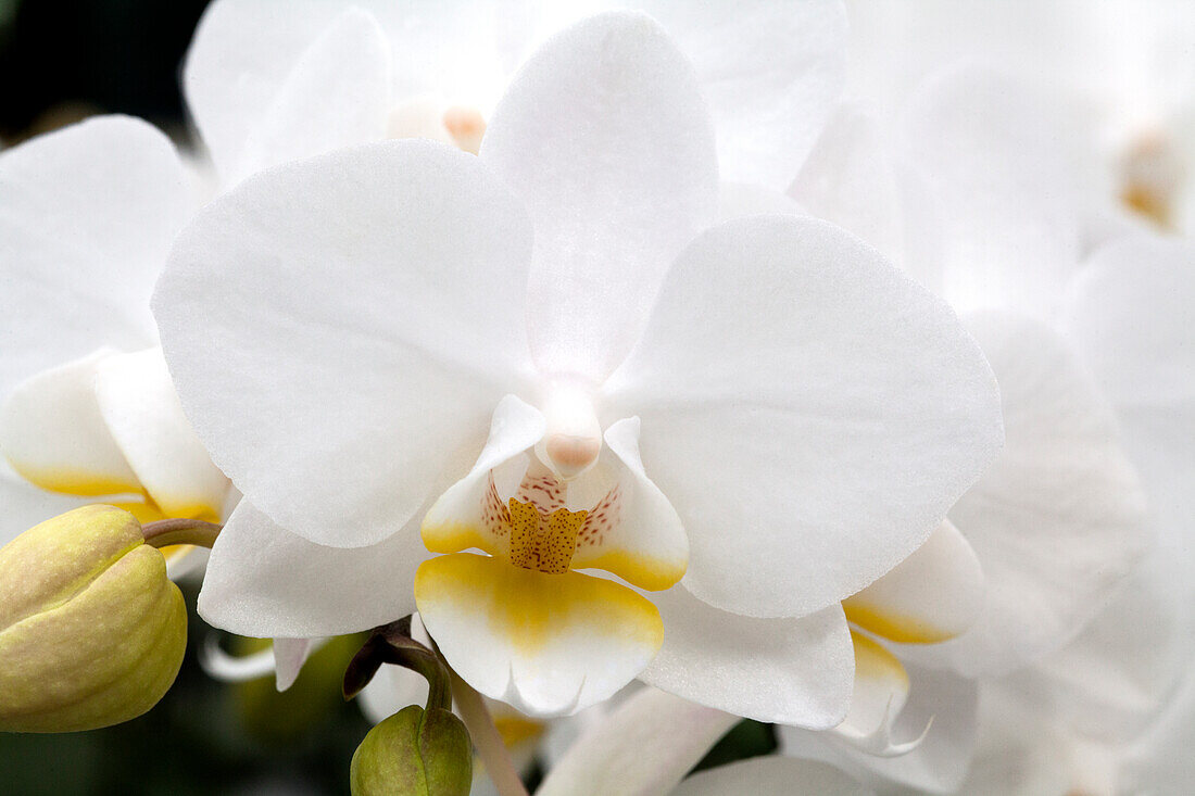 Phalaenopsis 'Delilah 11'