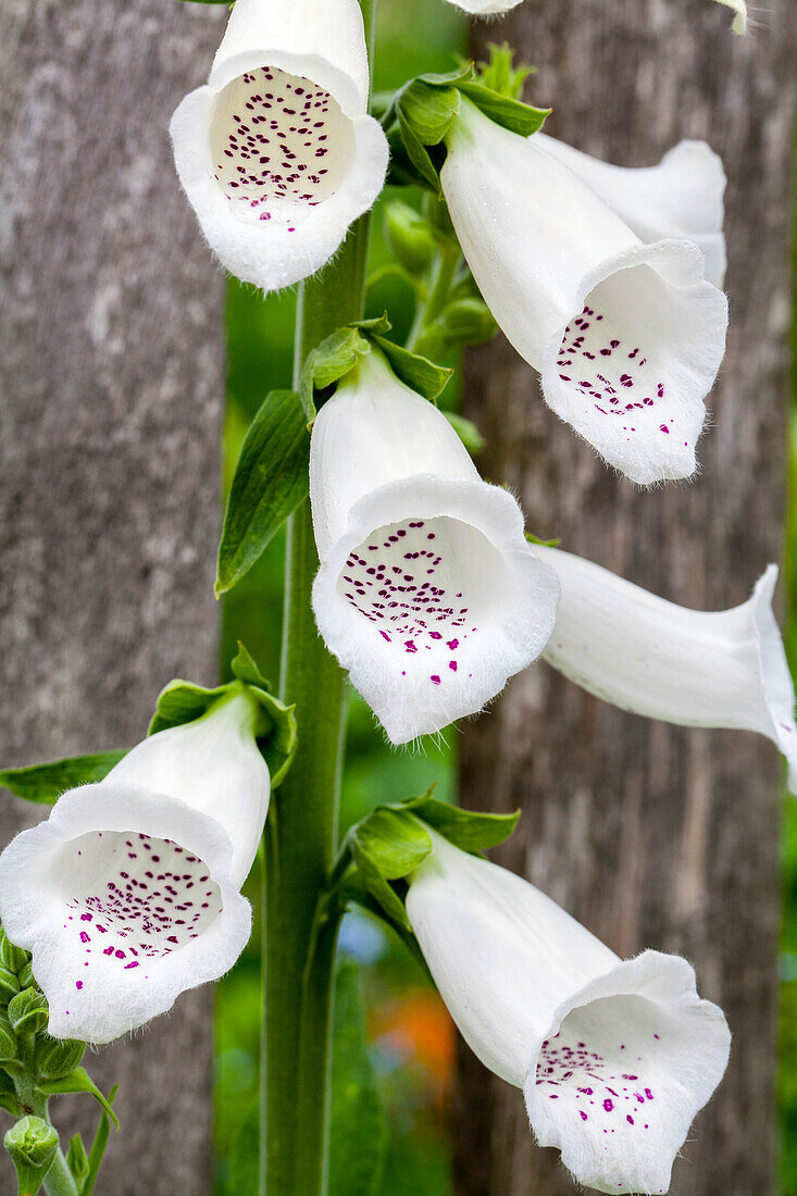 Digitalis purpurea