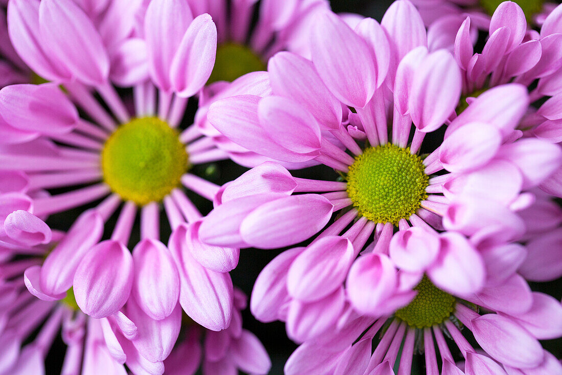 Chrysanthemum indicum 'Pierre Time'