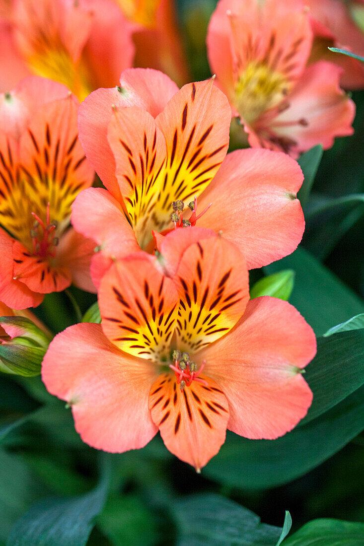 Alstroemeria Colorita® 'Eliane Orange'®