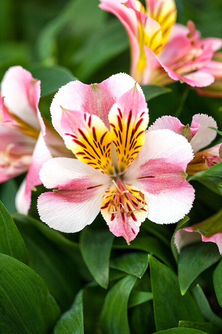 Alstroemeria Colorita® 'Paola'®